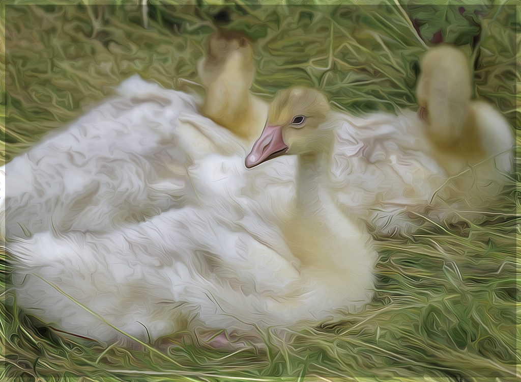 112 Gänse Tiere D31_3584-1 Kopie-1.jpg